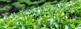Hvad indeholder grøn te?